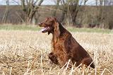 SETTER IRLANDAIS 323